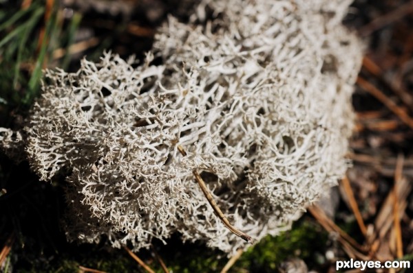 Reindeer Moss